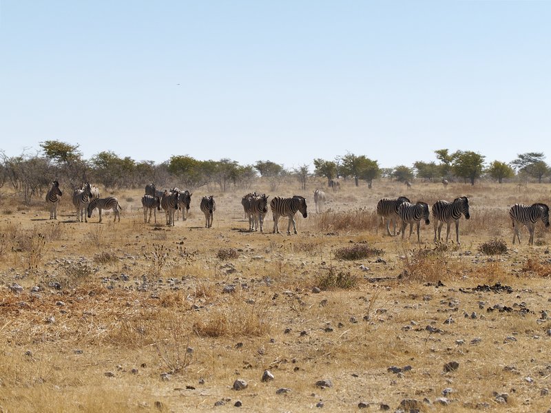 Etosha National Park, Rietfontein, Zebra